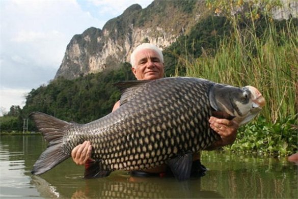 Mơ thấy cá lớn