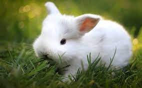 Mơ thấy con thỏ