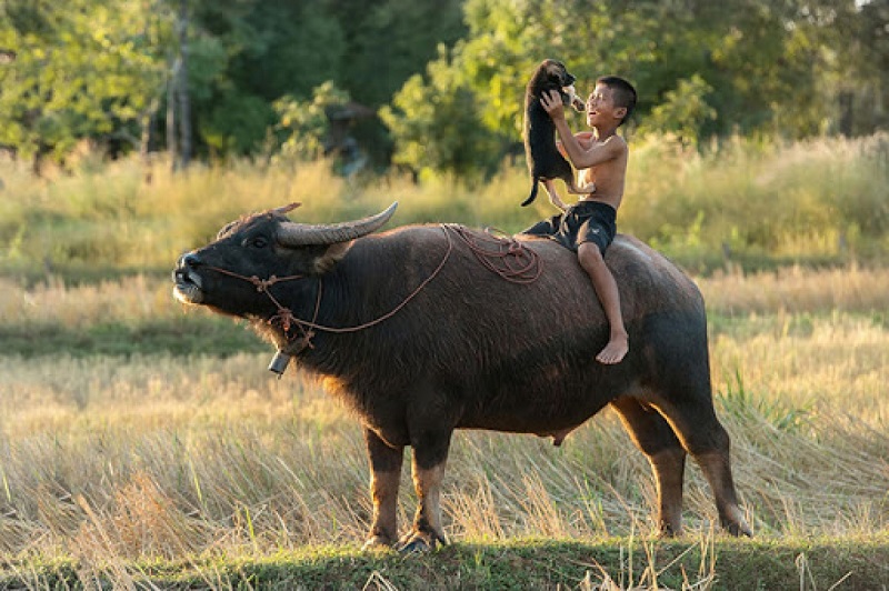 Mơ thấy con trâu