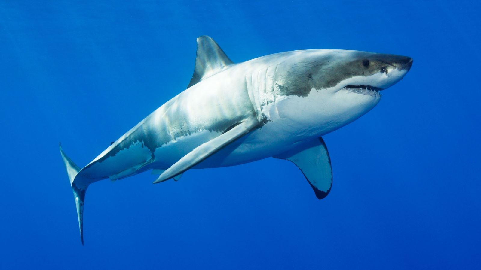 Giấc mơ thấy cá mập có ý nghĩa gì