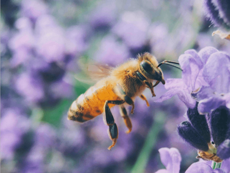 Ý nghĩa mơ thấy ong
